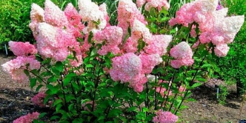 Kako razmnožavati hortenziju kod kuće